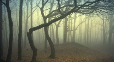 floresta-neblina-020-600x400-400x220-5705846